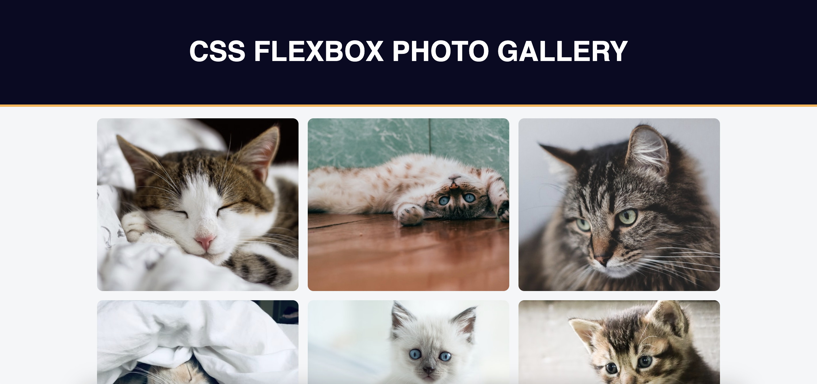 cat photo app