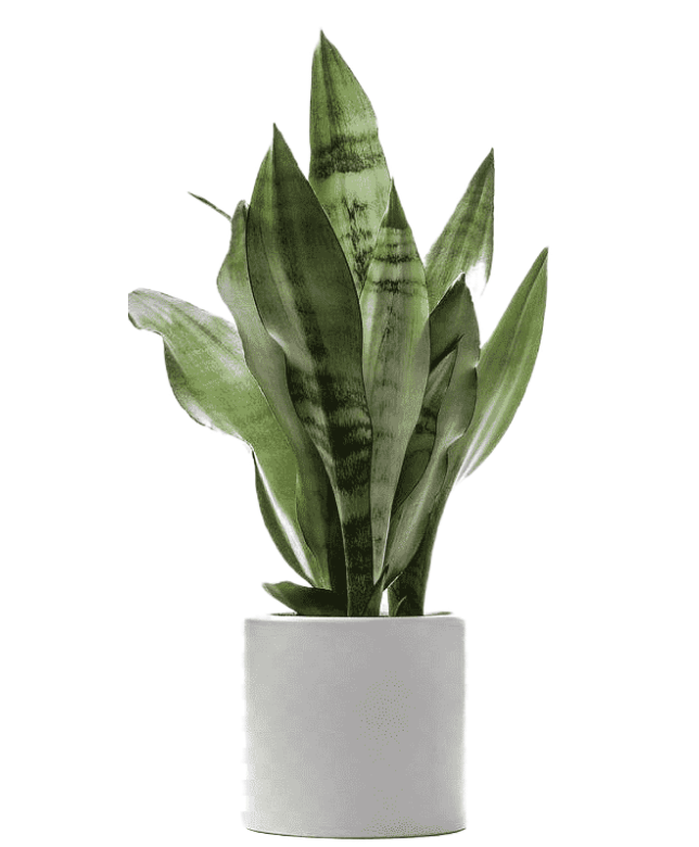 plant